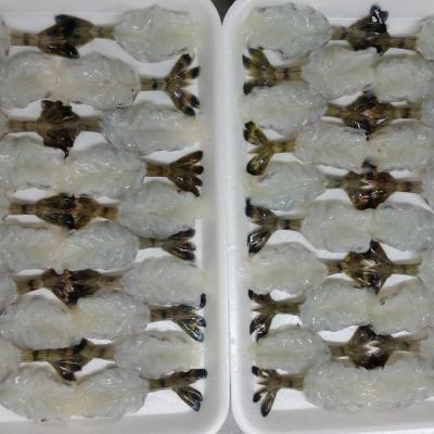 PDTO Butterfly Black Tiger